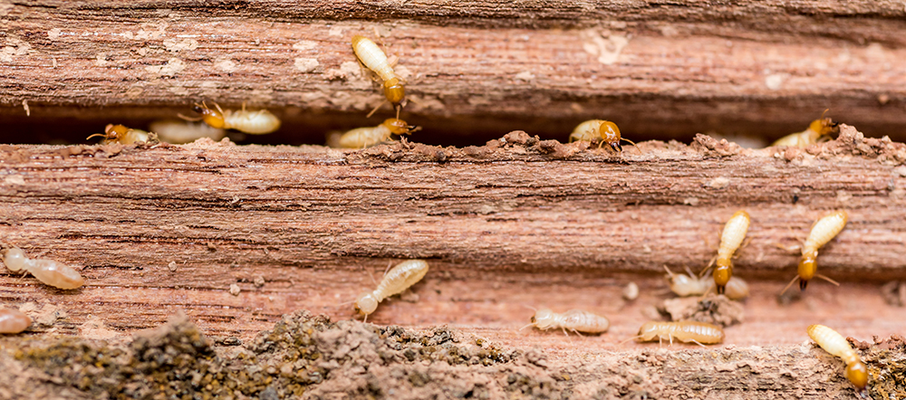 Termite Inspection in Kansas City